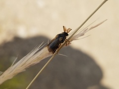Ripiphorus rex