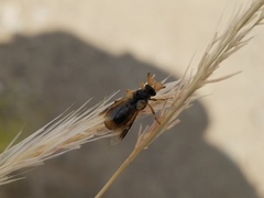 Ripiphorus rex