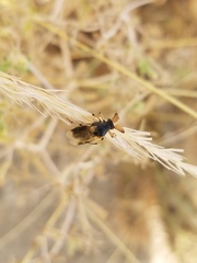 Ripiphorus rex