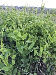 Vicia pisiformis