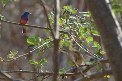 Passerina rositae