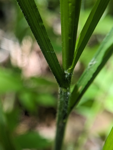 Image of Diarrhena obovata by (c) Tom Sisan, some rights reserved (CC BY-SA)