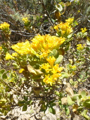 Pteronia divaricata