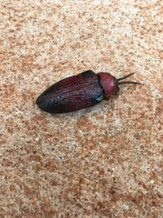 Coraliomela aeneoplagiata