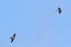 Hirundo rustica