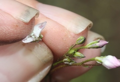 Saltugilia australis