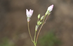 Saltugilia australis