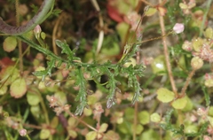 Saltugilia australis