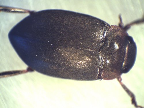 Deronectes fairmairei