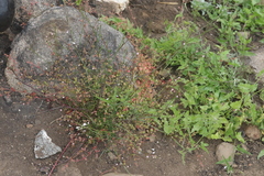 Saltugilia australis