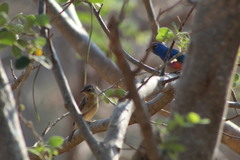 Passerina rositae