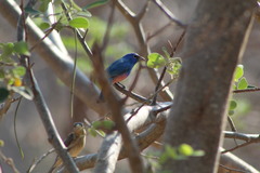 Passerina rositae