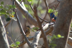 Passerina rositae
