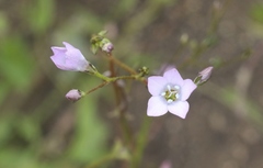 Saltugilia australis