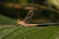 Callibaetis sellacki
