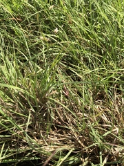 Bouteloua dactyloides