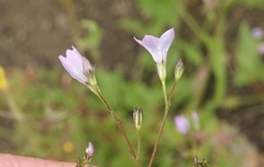 Saltugilia australis