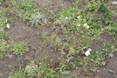 Saltugilia australis