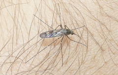 Culiseta incidens
