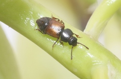 Anthonaeus agavensis