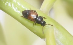 Anthonaeus agavensis