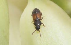 Anthonaeus agavensis