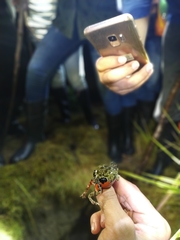 Pleurodema brachyops