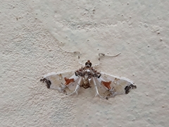 Neoleucinodes elegantalis