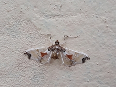 Neoleucinodes elegantalis