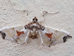 Neoleucinodes elegantalis