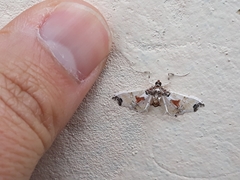 Neoleucinodes elegantalis