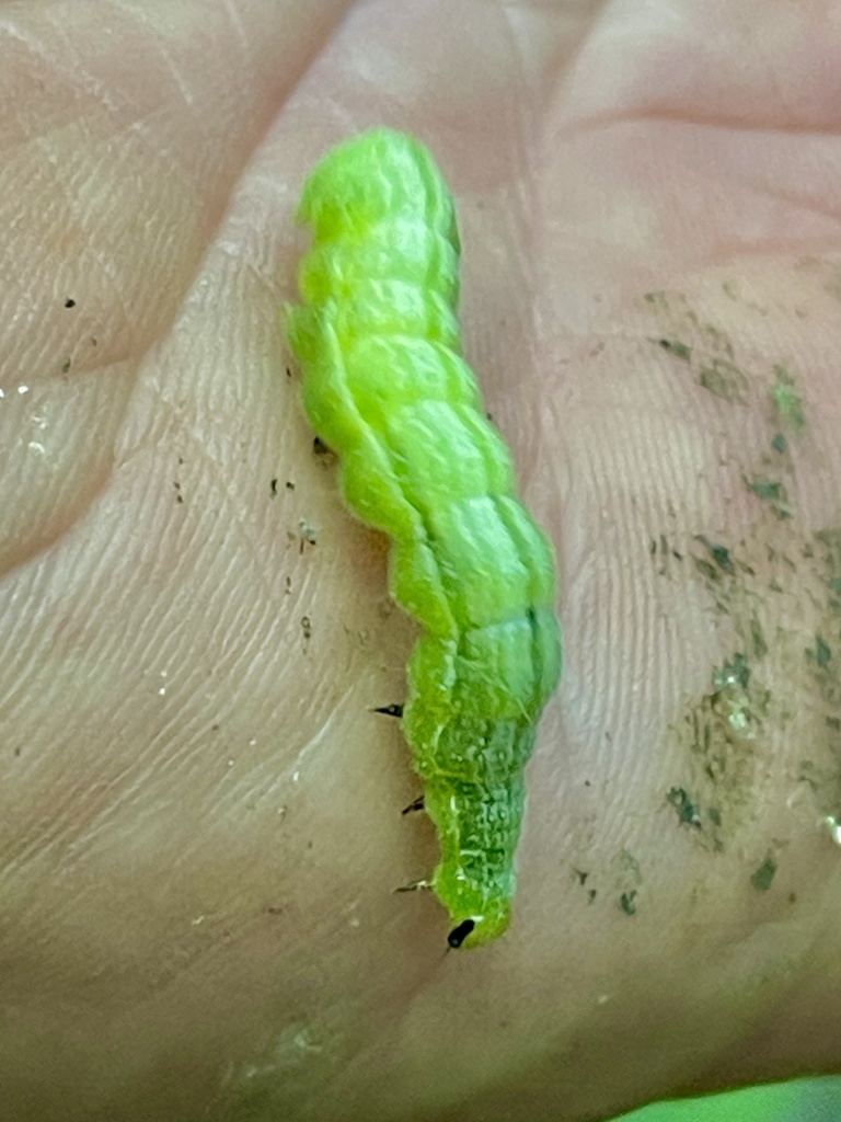 Megalographa biloba