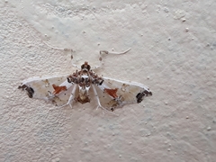 Neoleucinodes elegantalis