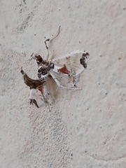 Neoleucinodes elegantalis