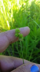 Carex tenera