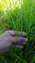 Carex tenera