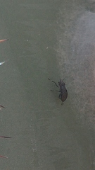 Stictomyia longicornis