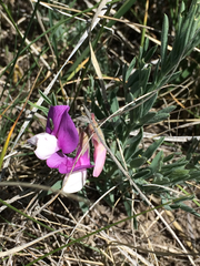 Lathyrus polymorphus