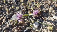 Allium anceps