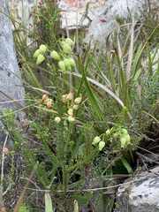 Erica urna-viridis