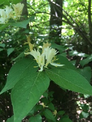 Lonicera maackii
