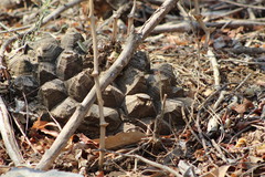 Dioscorea mexicana
