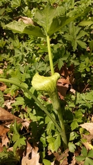 Uromyces ari-triphylli