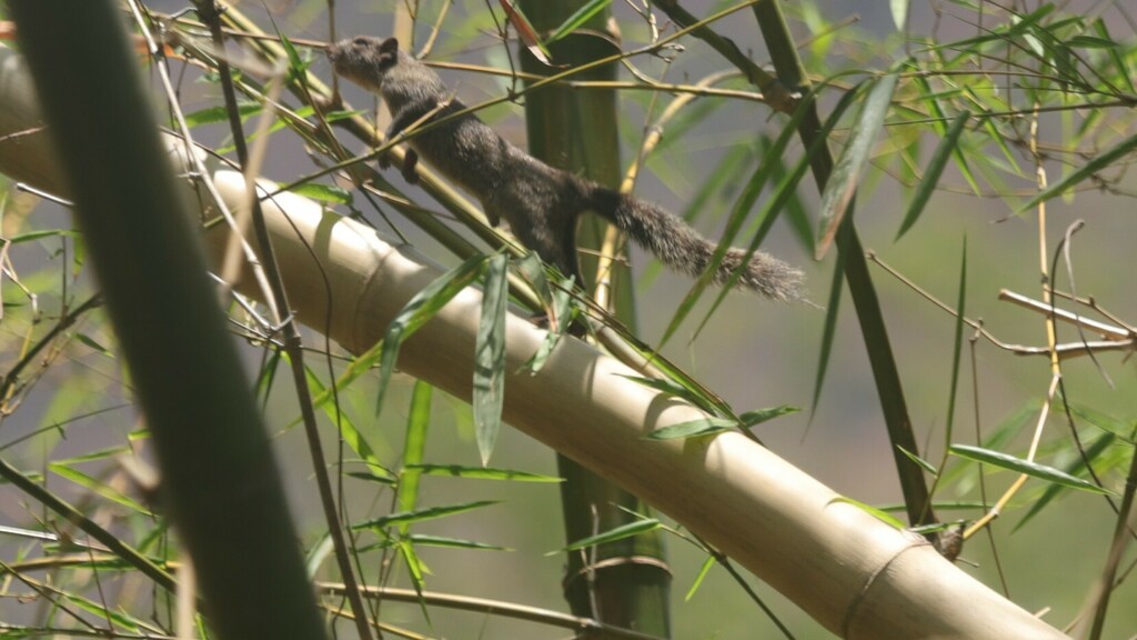 Busuanga Squirrel