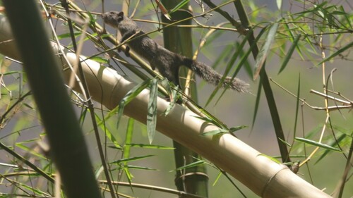 Busuanga Squirrel