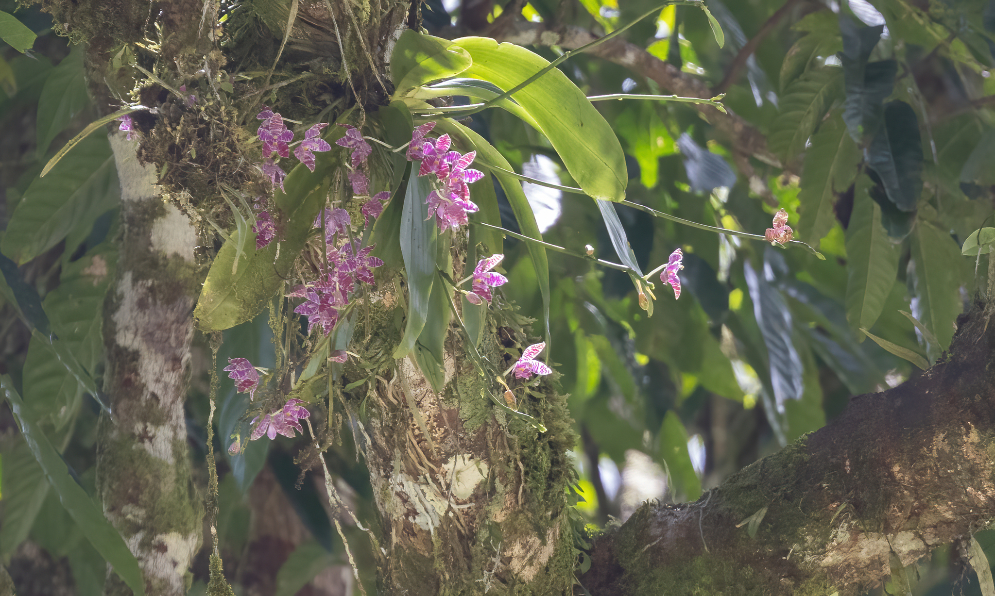 Imagem de Orquídea-borboleta