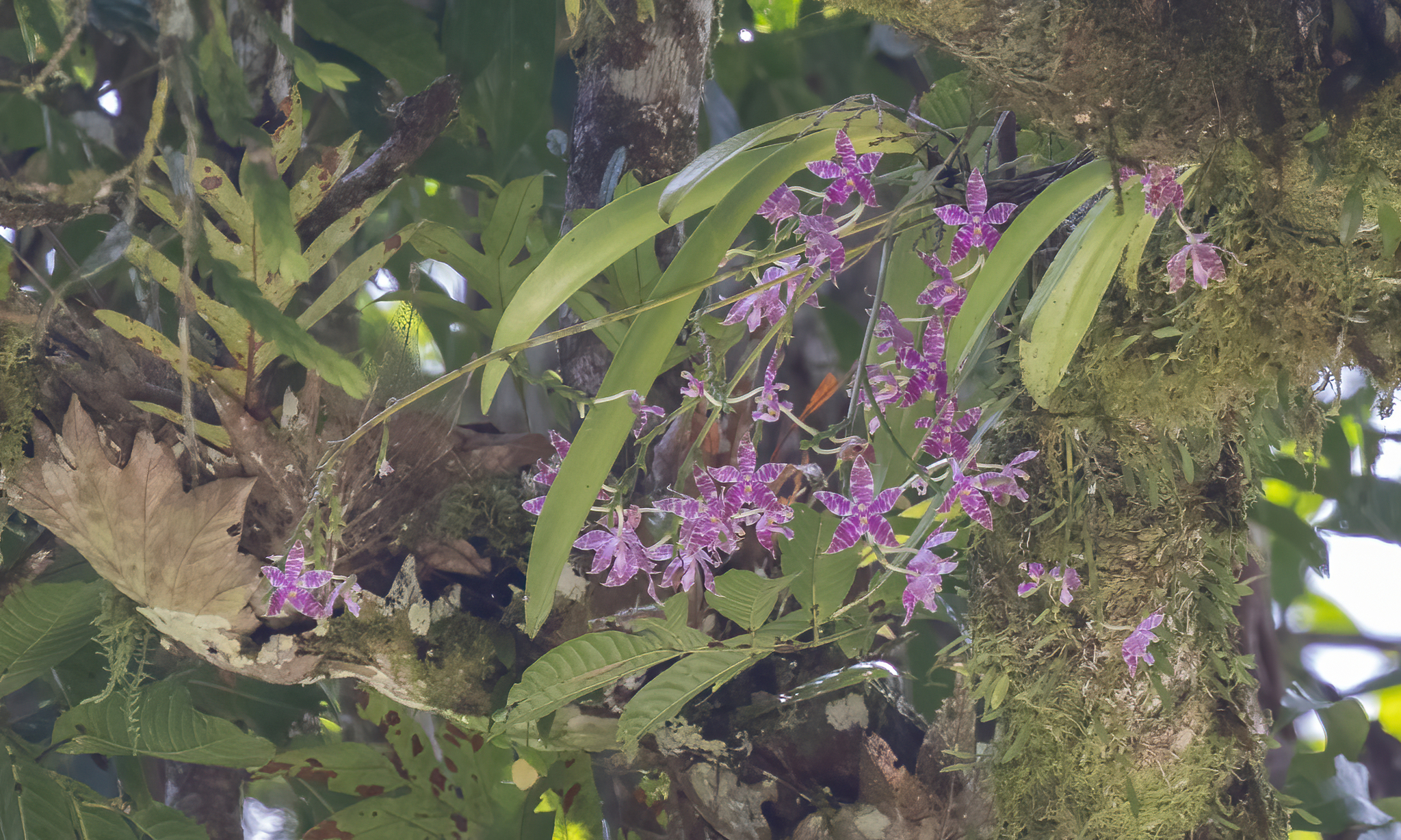 Imagem de Orquídea-borboleta