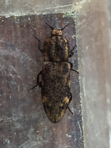 iNaturalist observation photo of Short-horned Click Beetle