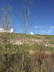 Populus deltoides monilifera