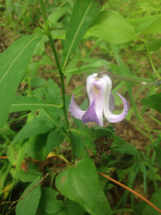 Clematis crispa
